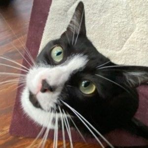 Meet your Posher, Sam